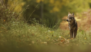 Le retour naturel du loup : découvrez le nouveau cycle de conférences et de débat public !